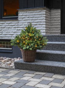 Busk 75cm Groente Van Star Trading - Mooie struik die je buiten in de volle grond of binnen in een pot kunt zetten.