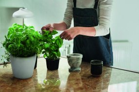 Plantlamp Garden Umbrella USB Wit Van Ledvance - Het scherm beschikt over een speciaal ontwikkeld LED-spectrum van witte en rode LED's die de fotosynthese bij de meeste planten bevorderen en zo uw planten helpen groeien.