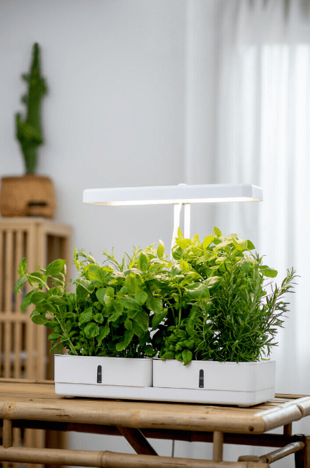 Plantlamp Daisy Wit Van Airam - Het lichtspectrum cre&euml;ert rood licht, wat belangrijk is voor planten en hen helpt groeien.