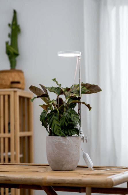 Plantlamp Rose Wit Van Airam - De as kan ook in de potgrond worden gestoken of met een klem aan de rand van de pot worden bevestigd.