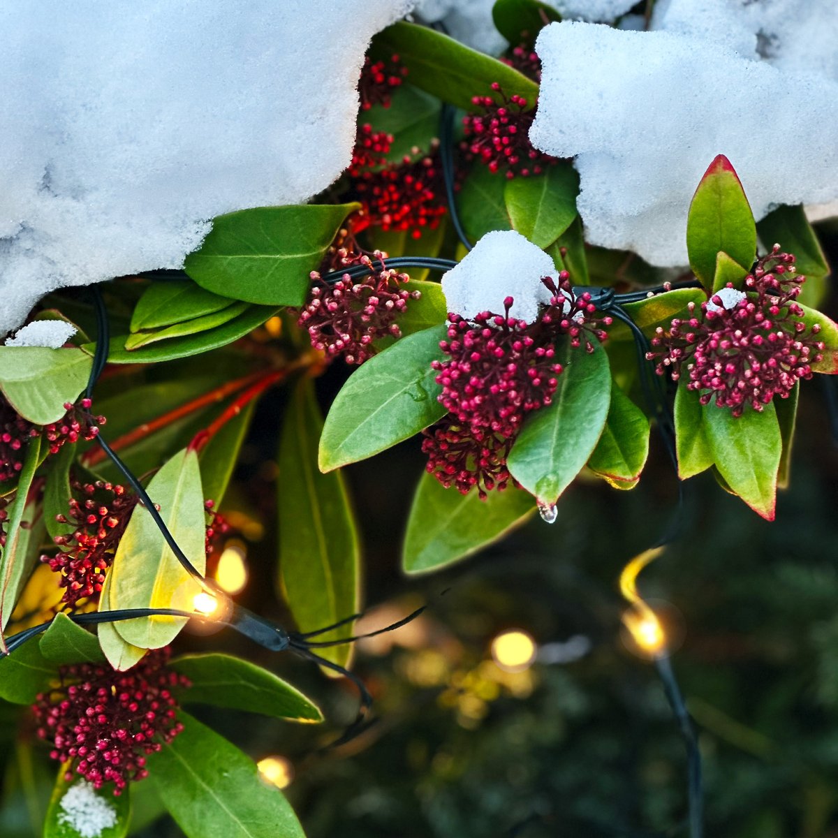 Net Donkergroen Van Lightson - Het net kan ook opgehangen worden aan bijvoorbeeld een schutting of een groenblijvende haag, die met voordeel het hele jaar door kan blijven hangen.