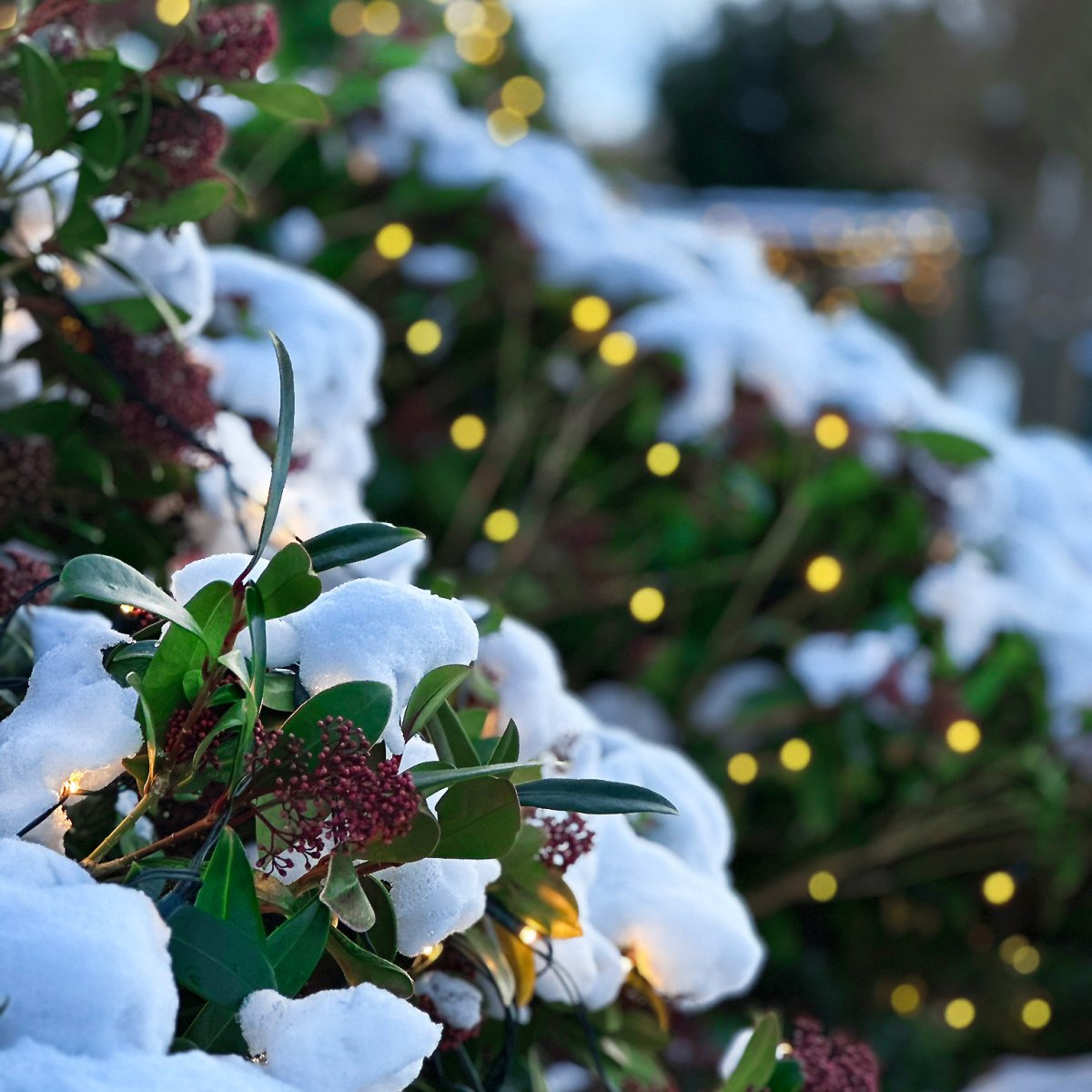 Net Donkergroen Van Lightson - Het net kan ook opgehangen worden aan bijvoorbeeld een schutting of een groenblijvende haag, die met voordeel het hele jaar door kan blijven hangen.