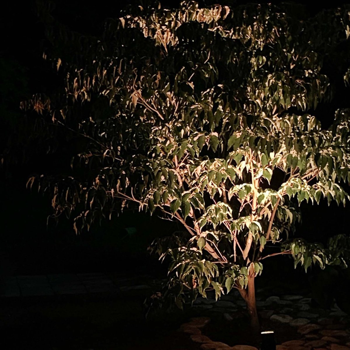 Nova Zwart Van Lightson - Groepeer de lampen in de LightsOn-app om de verlichting te krijgen die het beste bij u past.
