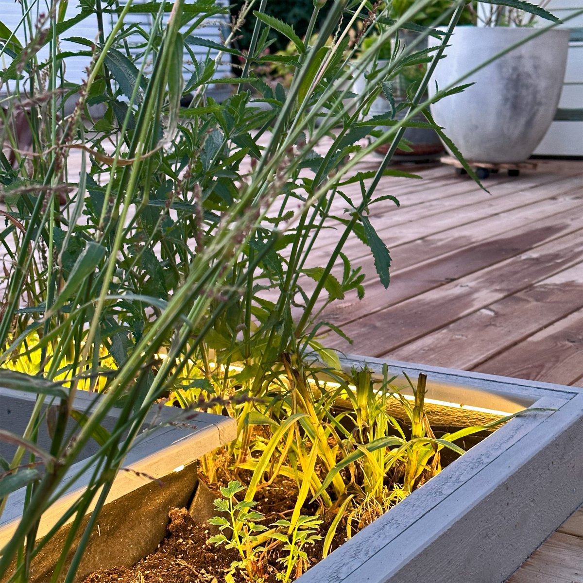 Strip (2.5m) Transparant Van Lightson - U kunt het ook aan de binnenkant van een pot of aan de rand van een bloemperk bevestigen, waar het lastig kan zijn om er goed bij te komen, zodat er een mooie, gelijkmatige lichtstroom ontstaat.